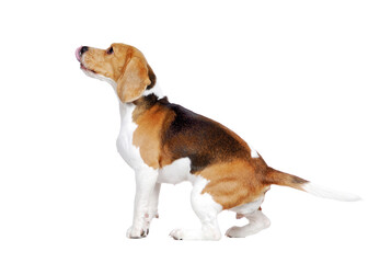 Hungry beagle licking his nose looking to the copy space area