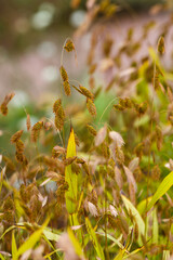 Chasmanthium latifolium, known as northern wood-oats, inland sea oats, northern sea oats, and river oats
