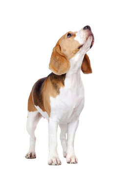 Front view full length picture of a standing beagle looking up to the copy space area