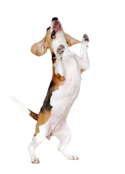 Happy dancing on hind legs beagle dog front view picture