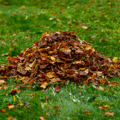 Lawn care in autumn. Collecting autumn leaves in the garden and park. Cleaning leaves in the autumn season from green lawns.