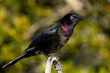 A common grackle (Quiscalus quiscula), a wetland bird, shows off its iridescent feathers in...
