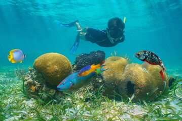 Man snorkeling underwater looking coral with colorful tropical fish, Caribbean sea