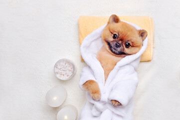 Pretty spitz puppy gressed in bathrobe laying on the towel - obrazy, fototapety, plakaty
