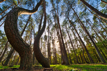 The Look up into the treetops, magic corkscrew pine trees. Bottom view background. Treetops framing the sky. The tops of the pines From Low Angle. Tree trunk, Poland