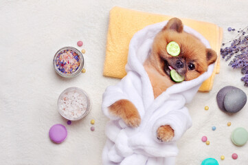 Spitz having cucumbers mask on eyes and tasting cucumber