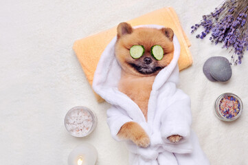 Spitz having rest at SPA with cucumbers on eyes