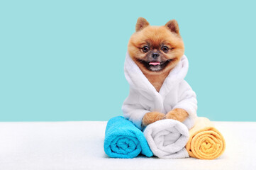 Spitz in bathrobe laying on colored towels