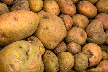harvested crop of potatos close up view 