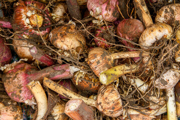 Dirty freshly picked garlic piled in couscous, garlic texture, close-up