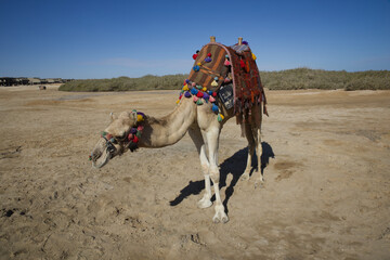 Decorated camel in the desert in the sunny summer day, blue sky and green bushes in the background