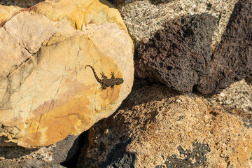Gecko in Sizilien (Mauergecko)