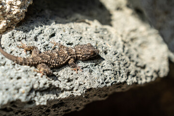 Gecko in Sizilien (Mauergecko)