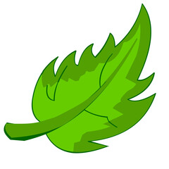 green leaf.Fresh green coffee leaves isolated