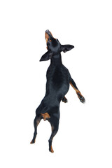 Dog jumping high view from behind