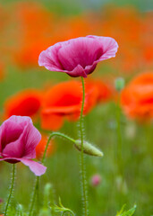 Beautiful wild purple and red poppies. Background. Nature.