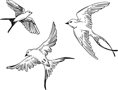 Painted swallows. Birds set. Tattoo. Sketching. Bird in flight. Spring. Flight. Martin. ink. Set of elements for decor. Wildlife.
