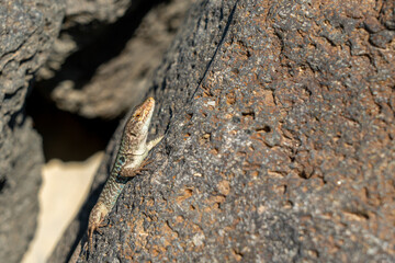 Eidechse in Sizilien