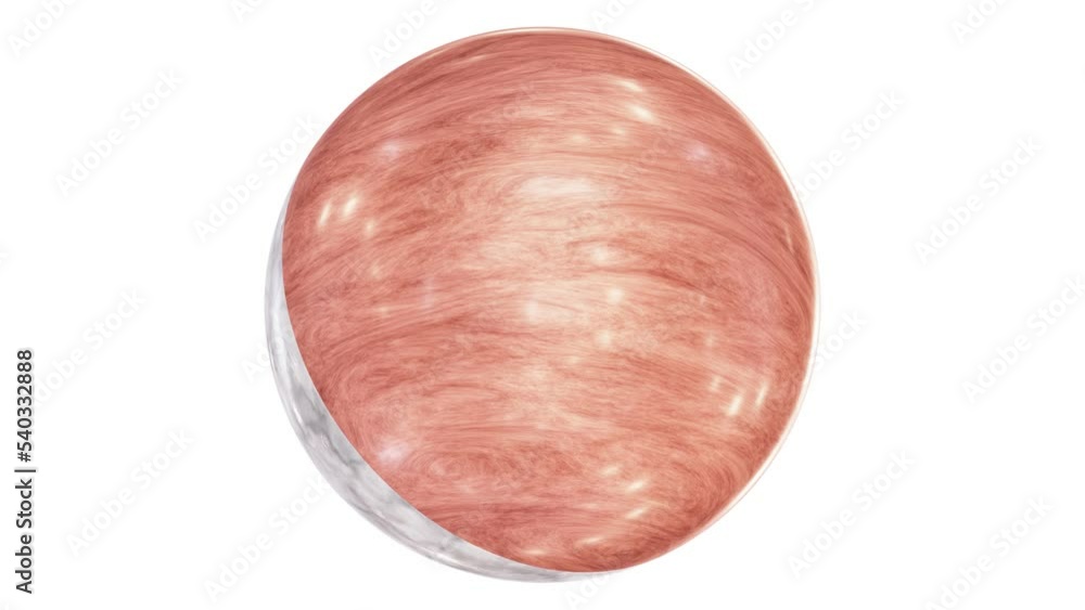 Poster realistic looping 3d animation of the spinning white marble and polished wood combo sphere rendered 