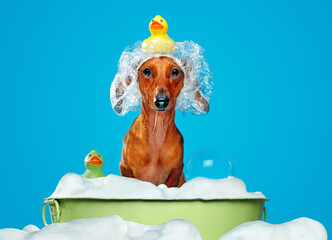 Dachshund dog having bath in a basin