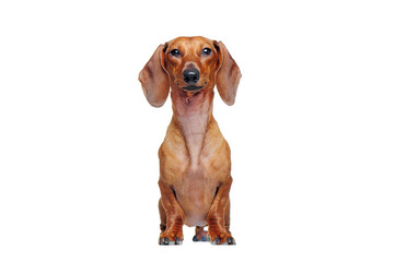 Dachshund dog standing in a white studio