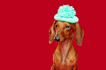 Dachshund in a pompon beret looking to the red background