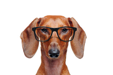 Dachshund wearing glasses isolated on white