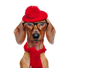Front view portrait of a dachshund wearing funny red beret and glasses