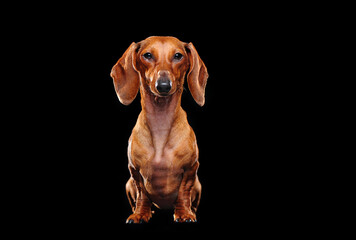 Front view portrait of a dachshund