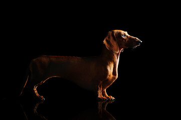 Full length silhouette of a standing dachshund