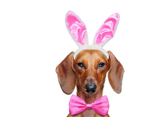Head closeup portrait of a dachshund wearing easter bunny ears