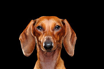 Headshot of a dachshund against black background