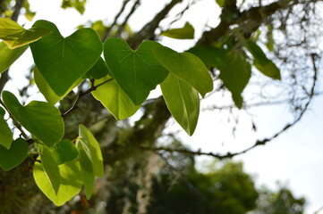 heart-shaped leaves in the sun