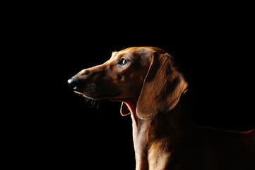 Low key portrait of a dachshund dog looking up to the  copy space area