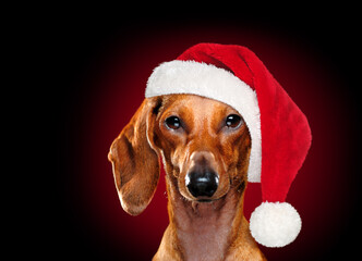 Low key portrait of a dachshund in a christmas hat