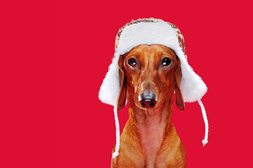 Portrait of a dachshund wearing hat with ear flaps against red background