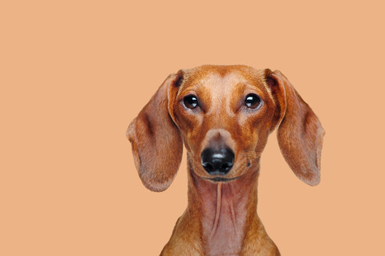 Dachshund dog stdio shot against beige background