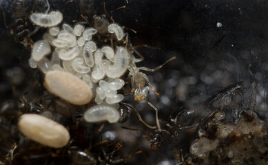 Close-up of the queen, workers and their larvae of Formica Cinerea, an ant species of the family Formicidae, in a test tube with blue and colored background.