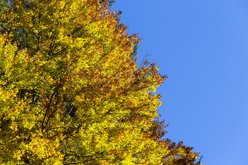 Autumn leaves on a tree with blue sky