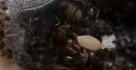 Close-up of the queen, workers and their larvae of Formica Cinerea, an ant species of the family Formicidae, in a test tube with blue and colored background.