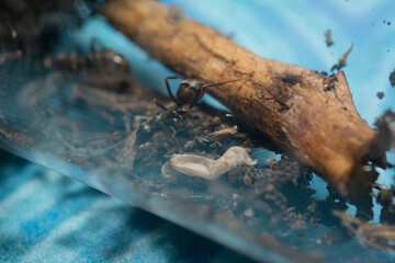 Close-up of the queen, workers and their larvae of Formica Cinerea, an ant species of the family Formicidae, in a test tube with blue and colored background.