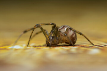 Artistic close ups of a fat spider or Steatoda bipunctata, a common spider species in northamerica and europe.