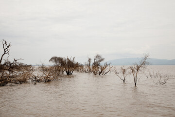 a piece of forest in a Tanzanian African national park that has been flooded by a flooded river. Ecological catastrophe. Dead trees in water