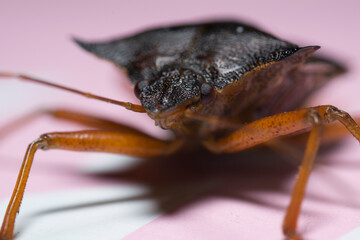 Artistic close ups of a marmorated stink bug or Halyomorpha halys, a common bug/beetle which is...