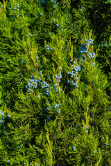 Natural floral texture of Juniperus scopulorum with blue berries