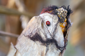Seven-spotted ladybug on dry leaf, corn cob.