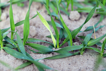 Young cereals damaged by pests after emergence in autumn.