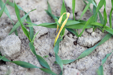 Young cereals damaged by pests after emergence in autumn.