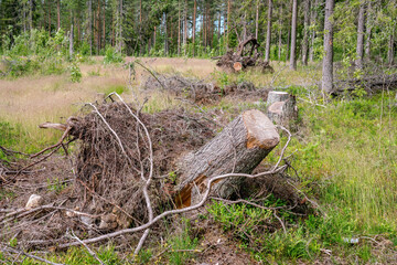 Close up view at few stubs with roots up in air of fallen spruce trees