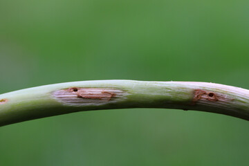Leek flower shoot damaged by larvae of onion weevil Oprohinus suturalis.